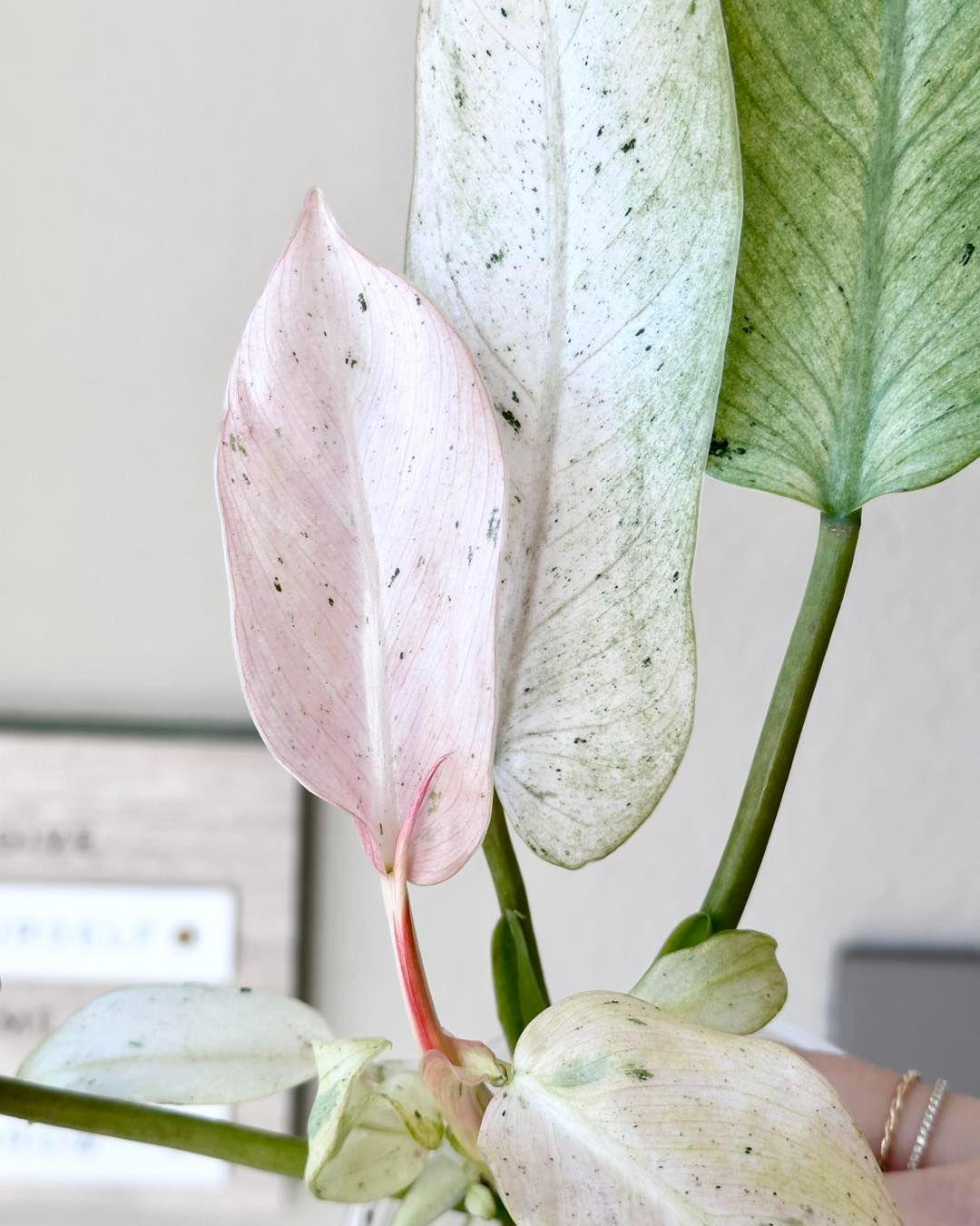 Philodendron Whipple Way | PLNT